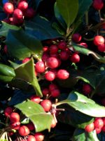 Ilex  ‘Nellie R. Stevens’ PA - imagine 2