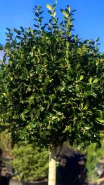 Ilex  ‘Nellie R. Stevens’ PA - imagine 3