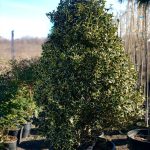 Ilex variegatum – formă conică (cone)