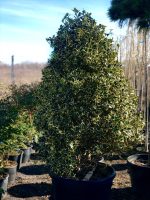 Ilex variegatum – formă conică (cone)