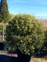 Ilex variegatum – formă glob