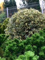 Ilex variegatum – formă glob - imagine 2