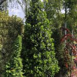 Ilex ‘Nellie R. Stevens’ – formă conică