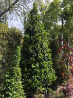 Ilex ‘Nellie R. Stevens’ – formă conică