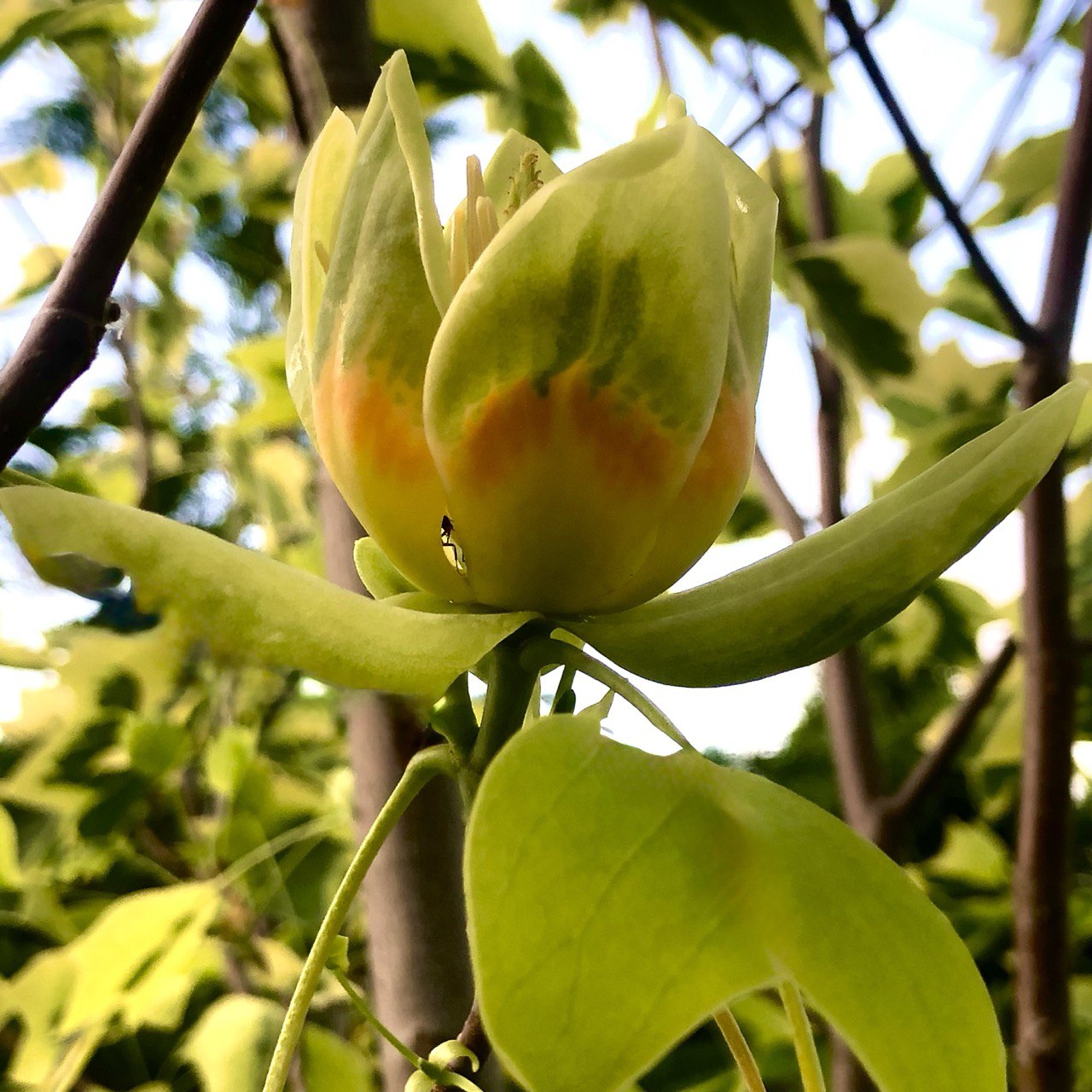 Liriodendron tulipifera (arborele de lalea / tulipier) Liriodendron tulipifera - imagine 1