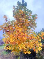 Liriodendron tulipifera - imagine 2