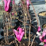 Magnolia ‘Susan’