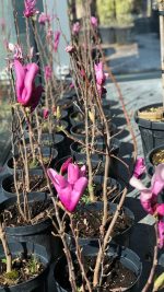 Magnolia ‘Susan’