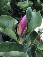 Magnolia ‘Susan’ - imagine 2