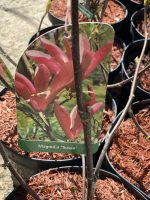 Magnolia ‘Susan’ - imagine 3