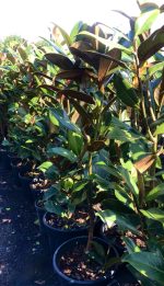 Magnolia grandiflora - imagine 2