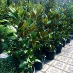 Magnolia grandiflora