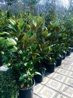 Magnolia grandiflora