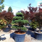 Bonsai Pinus sylvestris ‘Watereri’