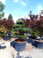 Bonsai Pinus sylvestris ‘Watereri’