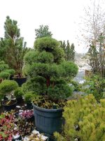 Bonsai Pinus sylvestris ‘Watereri’ - imagine 2