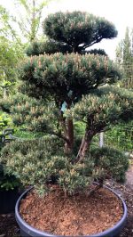Bonsai Pinus sylvestris ‘Watereri’ - imagine 3