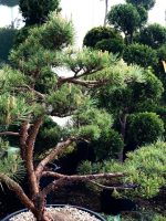 Bonsai Pinus - imagine 3