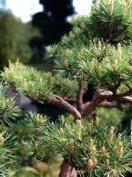 Bonsai Pinus - imagine 2