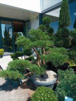 Bonsai Pinus