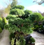 Bonsai Pinus - imagine 3
