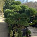 Bonsai Pinus