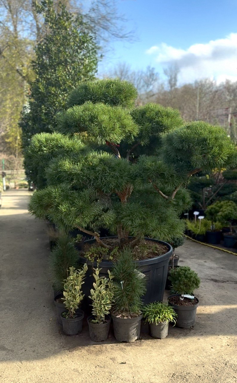 Pinus Bonsai Bonsai Pinus - imagine 1