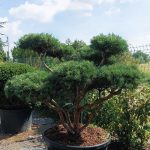 Pinus Bonsai