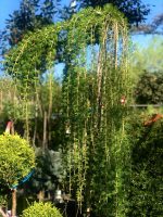 Larix pendula - imagine 3