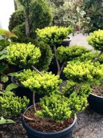 Taxus media ‘Farmenballs’ - imagine 3