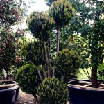 Taxus media ‘Brownii’ – formă BALLS