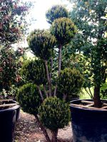 Taxus media ‘Brownii’ – formă BALLS