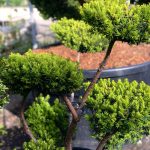 Taxus media ‘Farmenballs’
