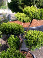 Taxus media ‘Farmenballs’