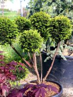 Taxus media ‘Farmenballs’ - imagine 2