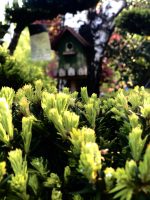 Taxus media ‘Brownii’ – formă BALLS - imagine 2