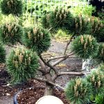 Bonsai Pinus nigra ‘Brepo’