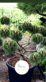 Bonsai Pinus nigra ‘Brepo’