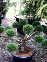 Bonsai Pinus nigra ‘Brepo’ - imagine 3
