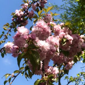 cireș japonez ornamental
