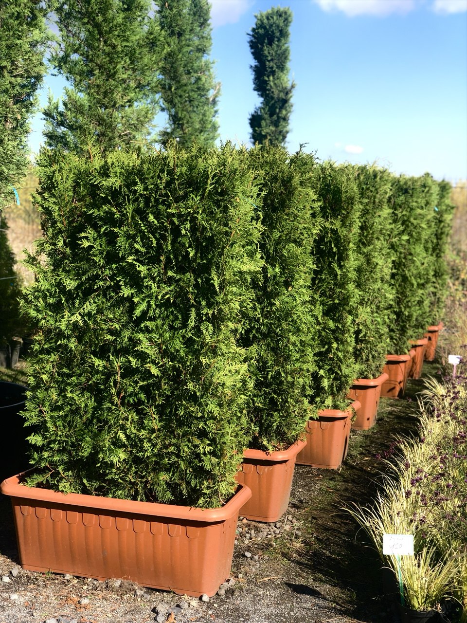 Thuja format cub