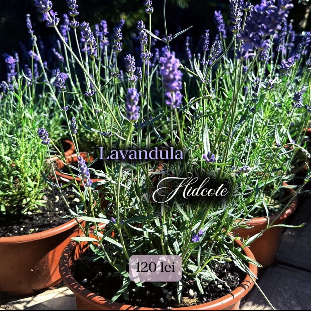 Lavanda